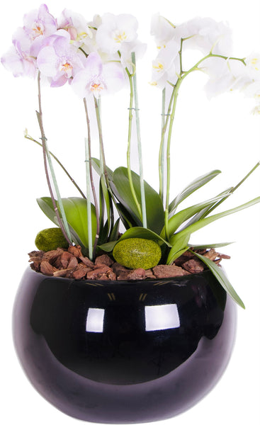 Deluxe Black Crystal Orchids