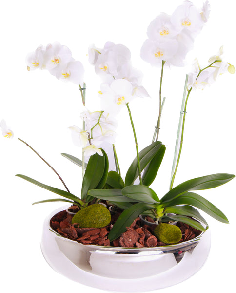 Deluxe Crystal Orchids