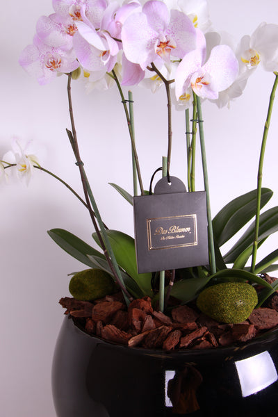 Deluxe Black Crystal Orchids - Das Blumen México