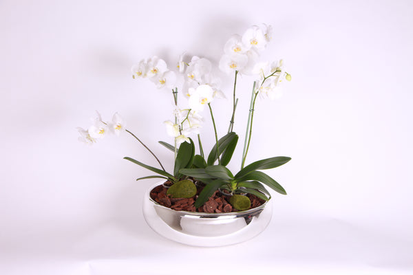 Deluxe Crystal Orchids - Das Blumen México