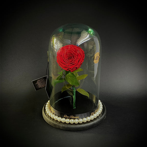 Classic Everlasting Rose - Das Blumen México